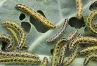 Upper Sturtgarden-pests-and-diseases-6.jpg; ?>